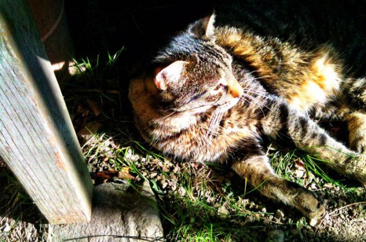 Neues Jagdgesetz: Handlungsbedarf in Aachen – Kastrationspflicht für Katzen