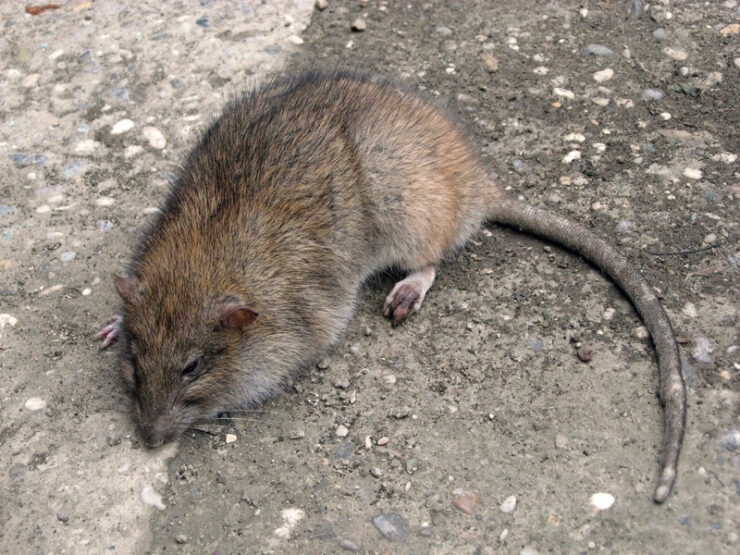 Rattenplage in Aachen – Bürger erhalten keine Informationen